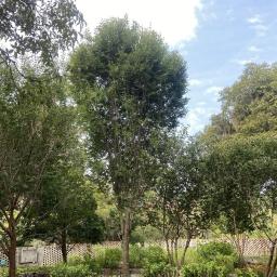 Zelkova serrata 'Musashino' habit