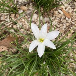 Zephyranthes atamasco