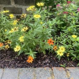 Zinnia marylandica (Zahara® Bonfire Mixture) flowering habit