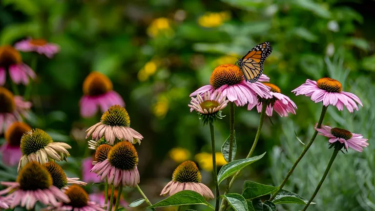 Butterfly on Flowers - By Bronnie Fisher