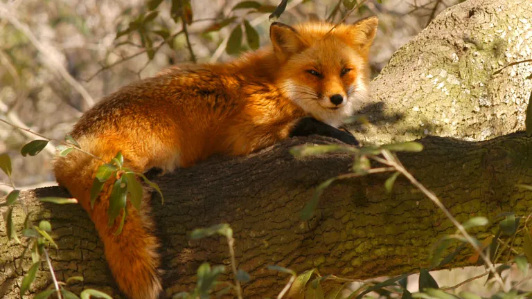 Red Fox at Brookgreen