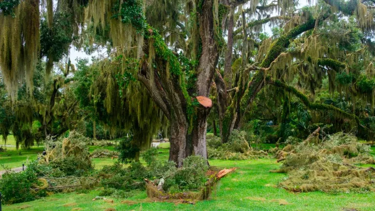 Oak Allee storm damage