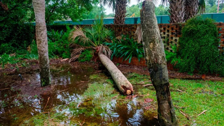 Palm Tree Down in Palmetto Garden