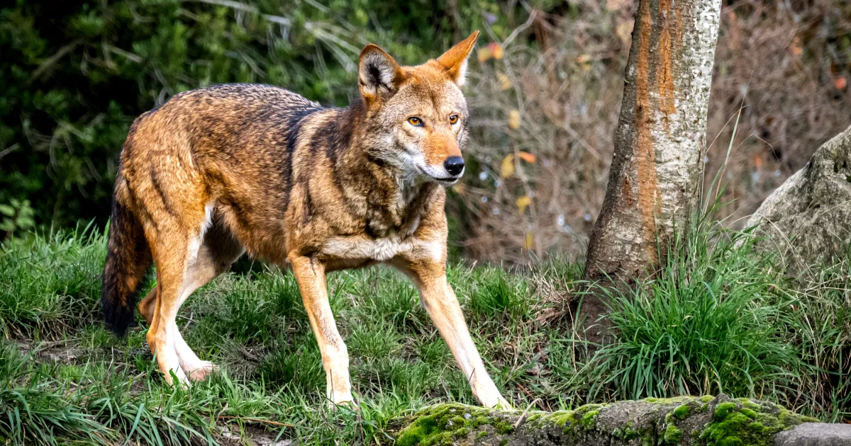 The SC Red Wolf, with Andrea DeMuth | Brookgreen